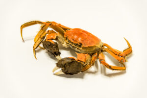 Noordzee Krab