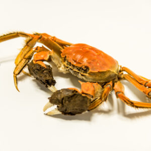 Noordzee Krab