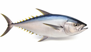 Tonijn