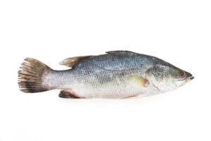 Snoekbaars