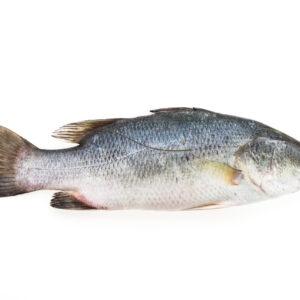 Snoekbaars