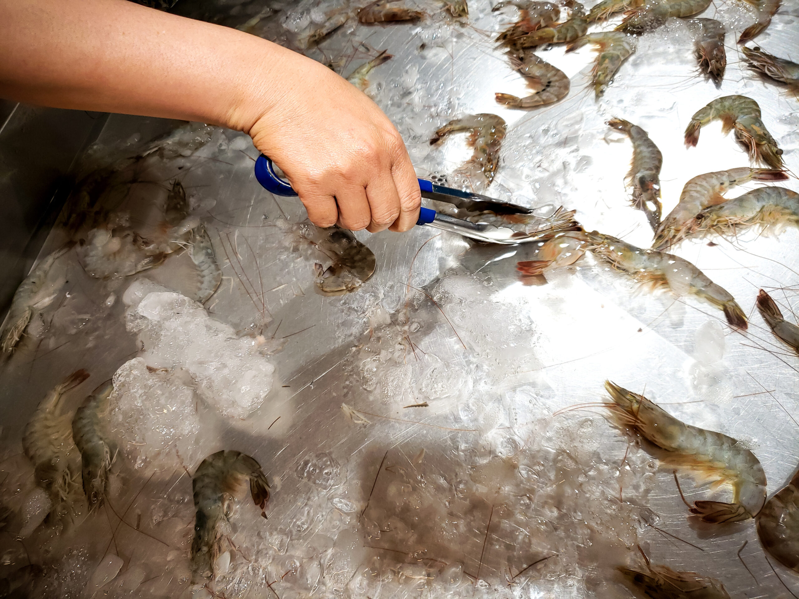 high-angle-view-hand-holding-fish