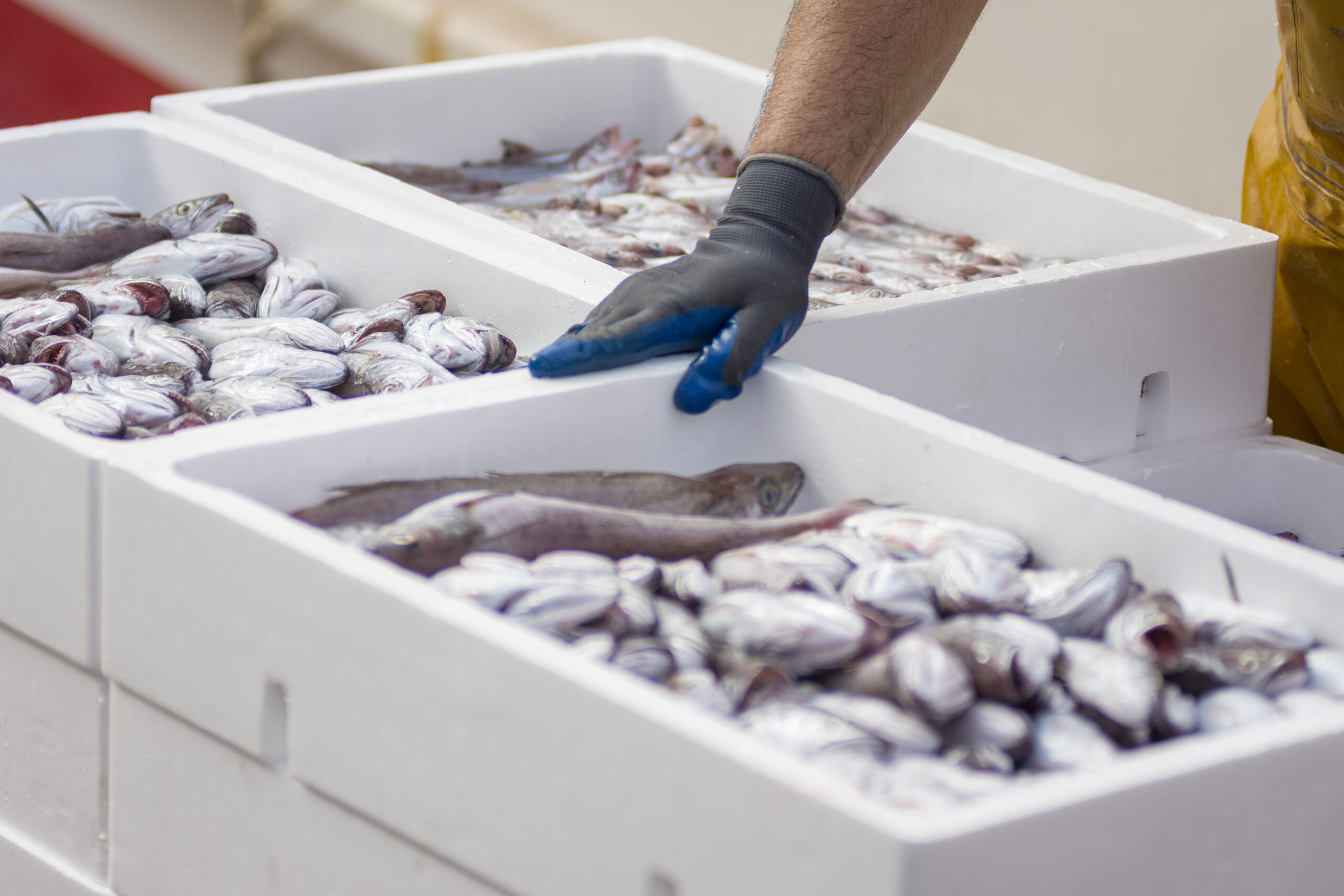 white-containers-with-catch-sea-fish-industrial-catch-fresh-fish-fish-auction